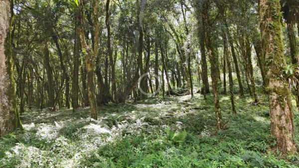 Foto de 